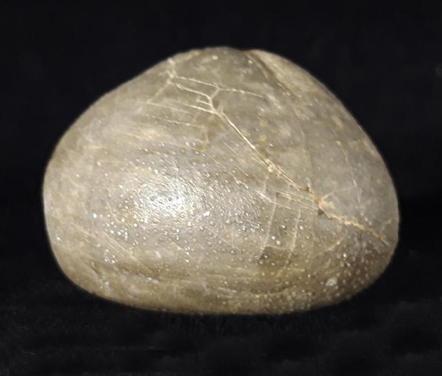 Micraster brevis DESOR in AGASSIZ & DESOR 1847 - Bild © FossNet FossilienStore
